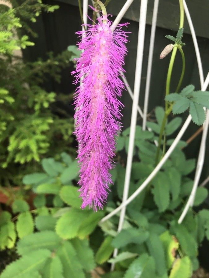 Sanguisorba hakusanensis flower