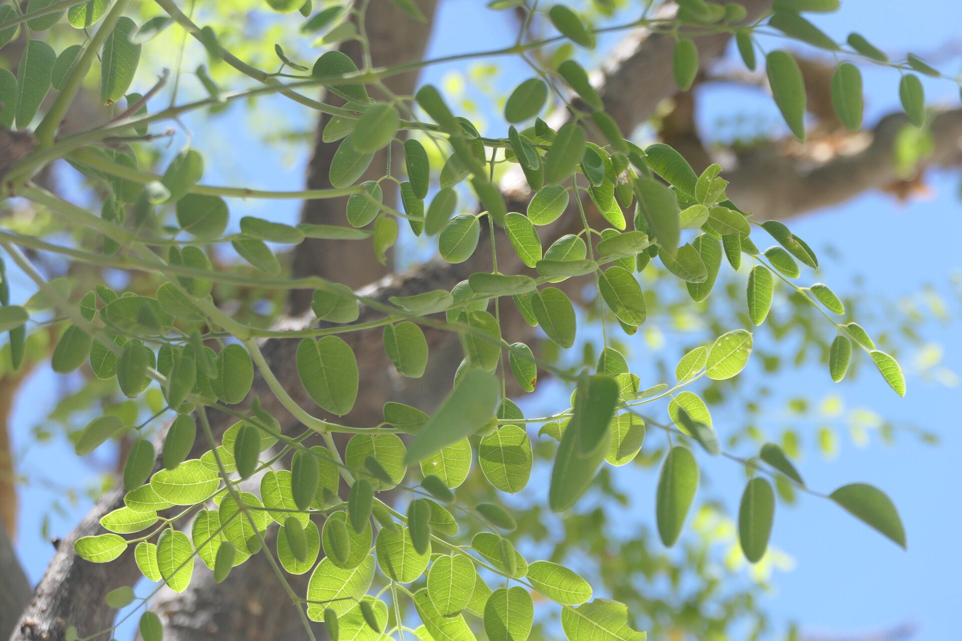 Moringa ovalifolia leaf