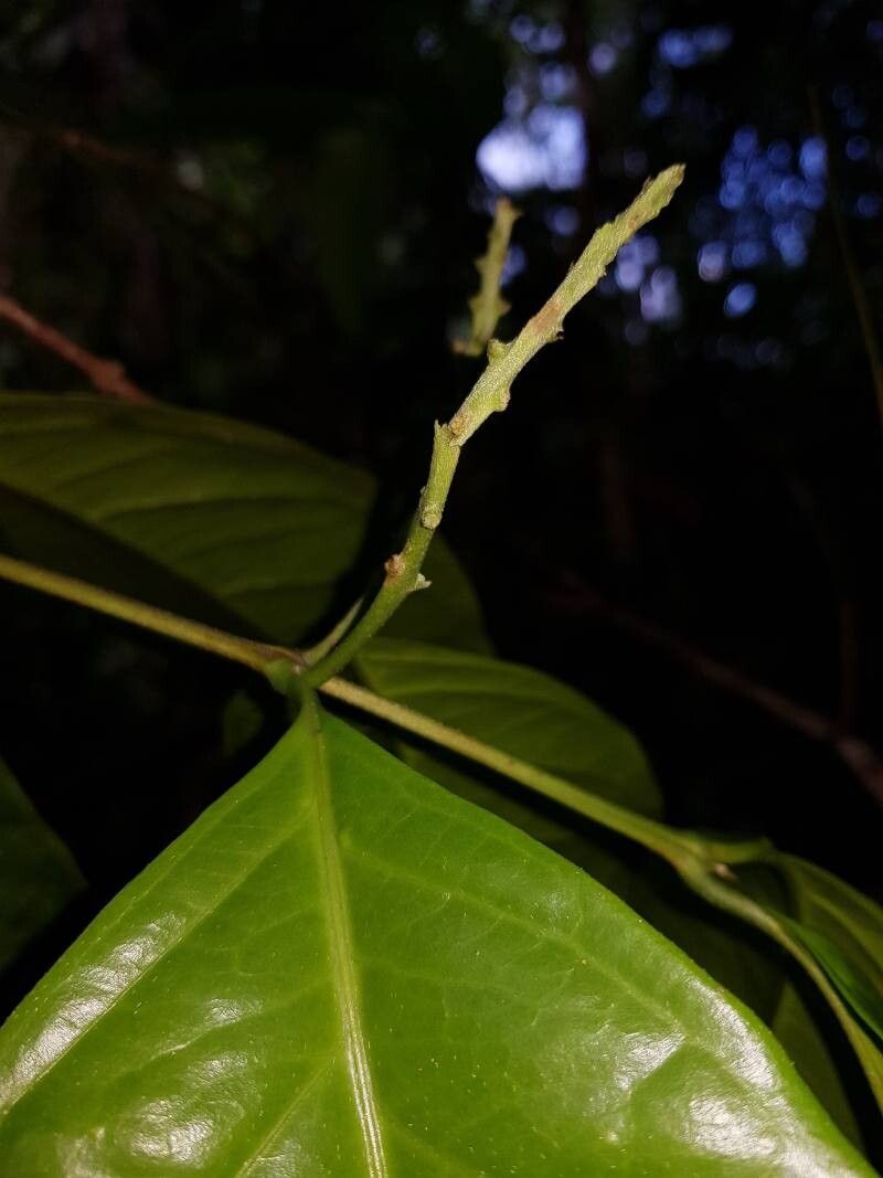 Bunchosia ursana flower