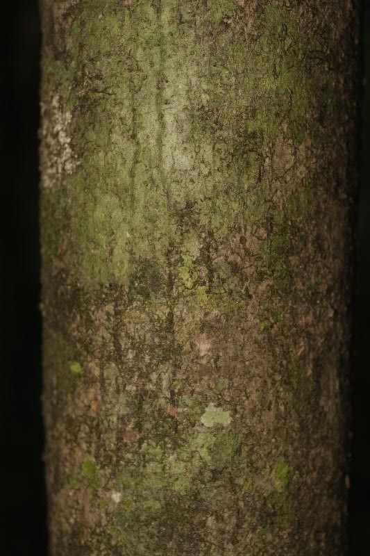 Catostemma fragrans bark