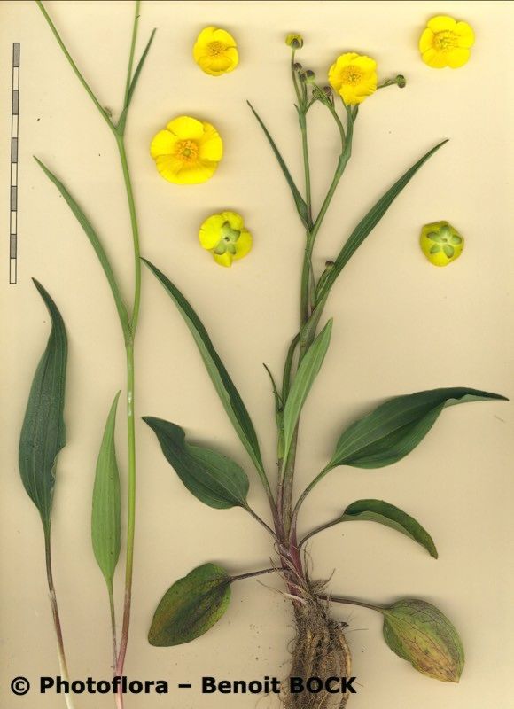 Ranunculus abnormis other