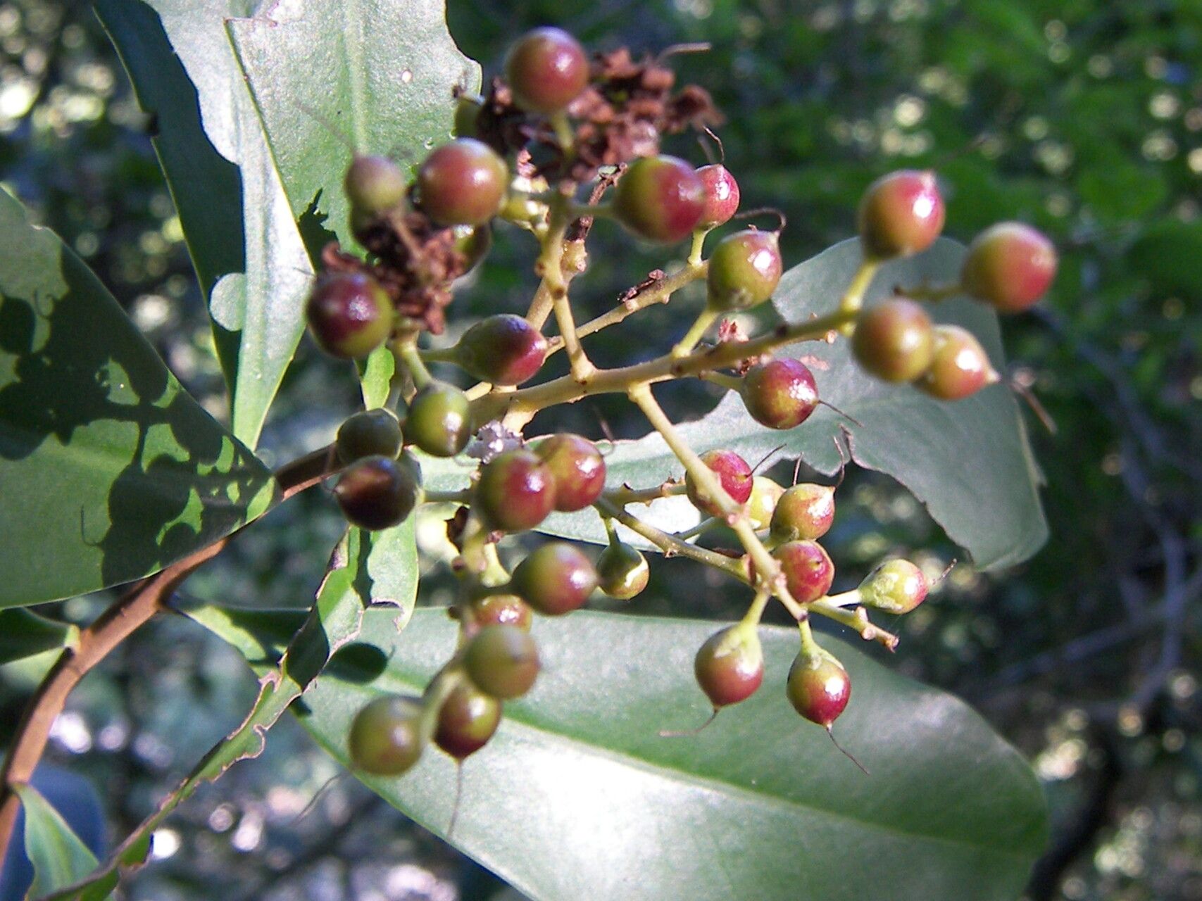 Ardisia escallonioides fruit