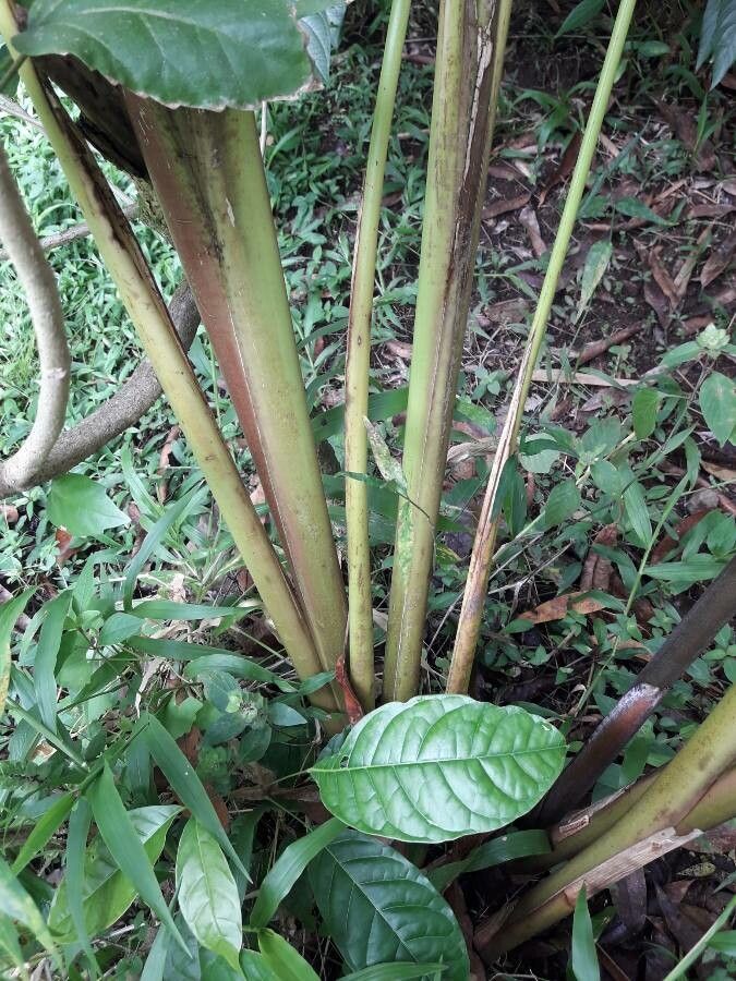 Heliconia wagneriana bark