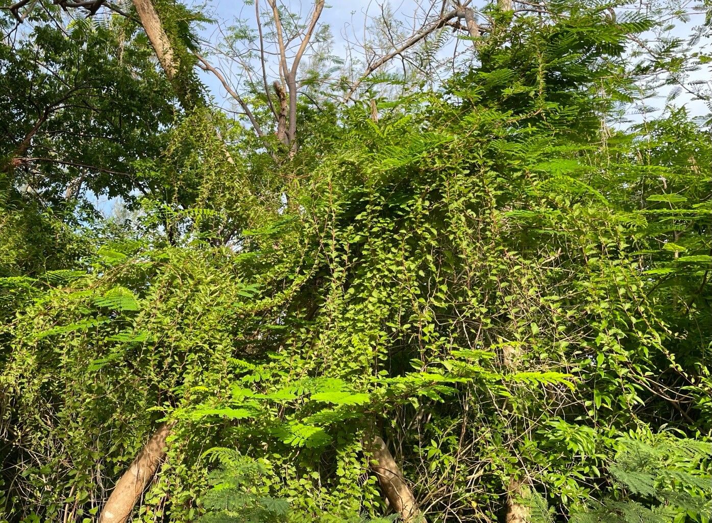 Anredera vesicaria habit
