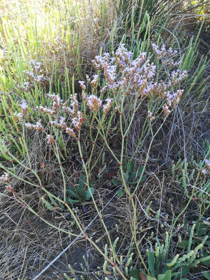 Limonium legrandii flower