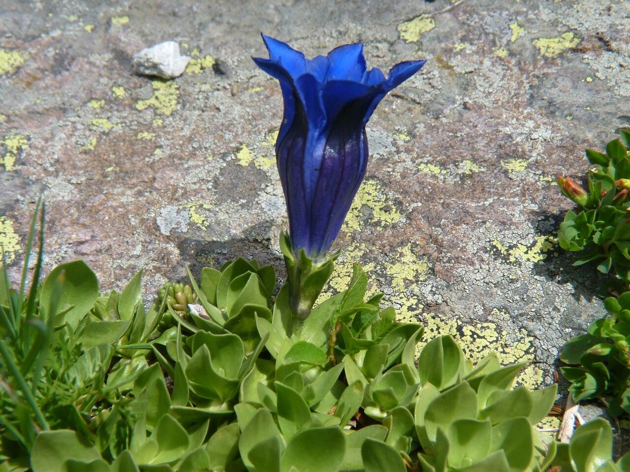 Gentiana alpina habit