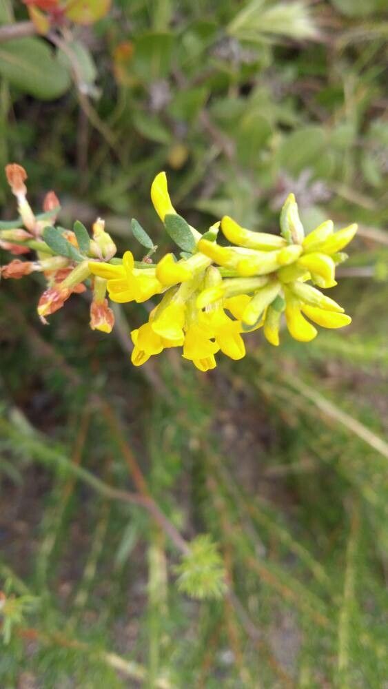 Acmispon dendroideus flower