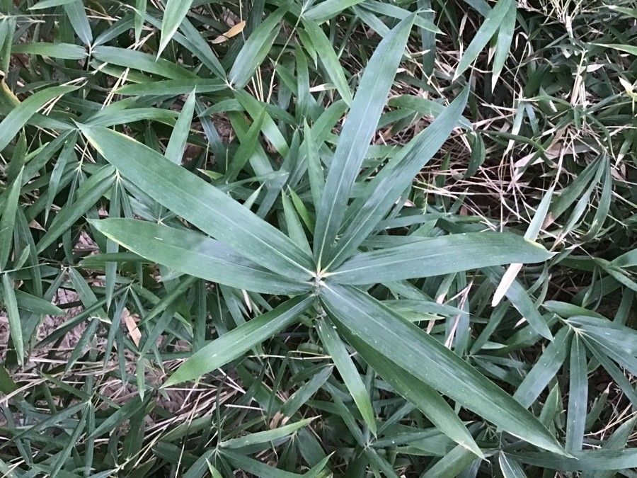 Pleioblastus argenteostriatus — related species from the same genus