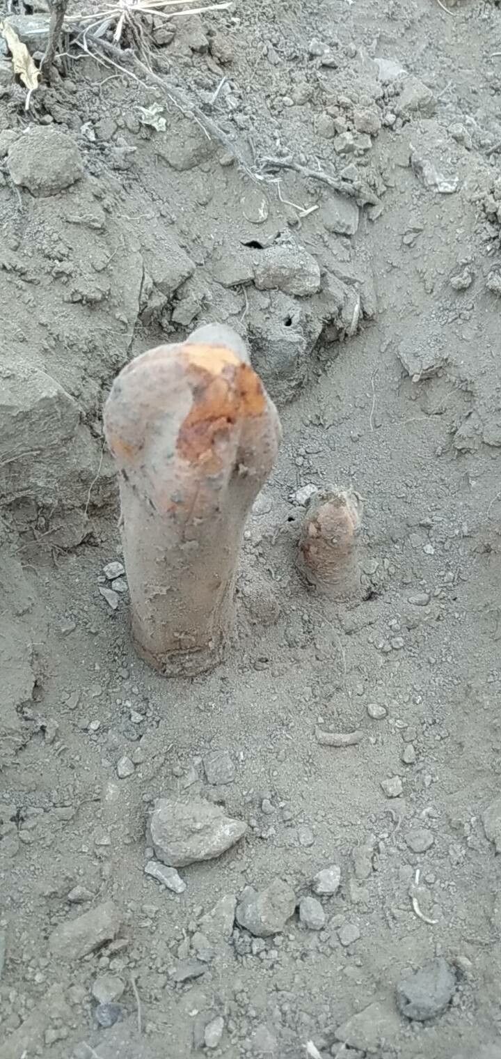 Euphorbia abdelkuri habit