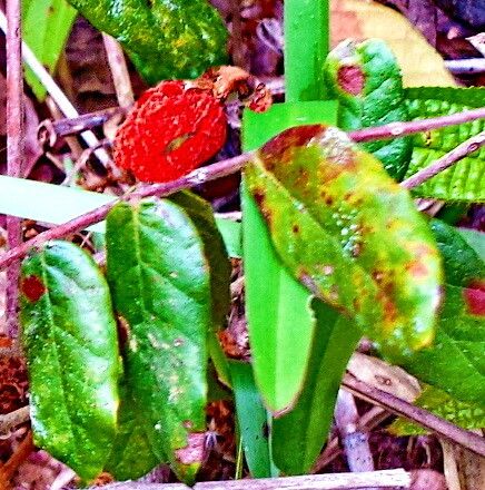 Cnestis polyphylla fruit