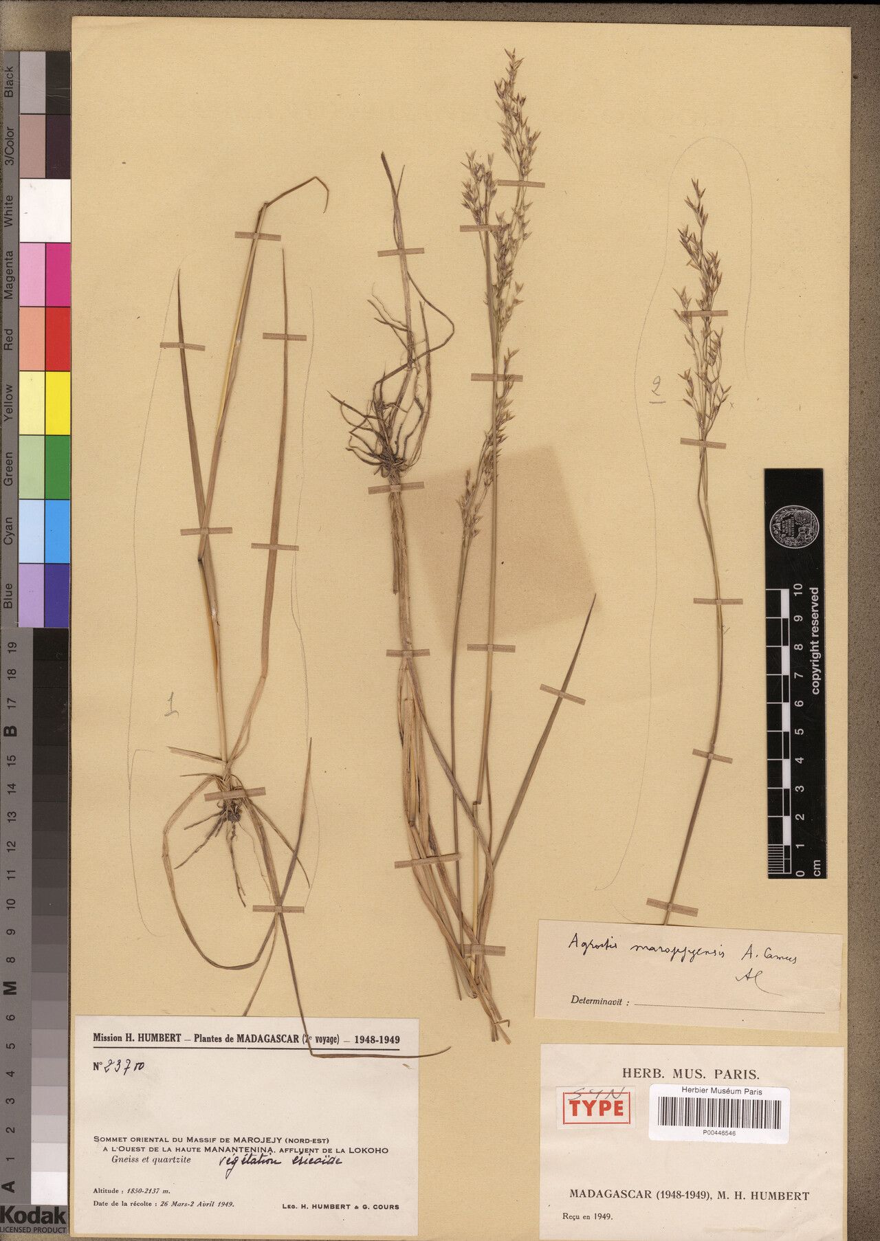 Agrostis marojejyensis — search result for 'Agrostis'