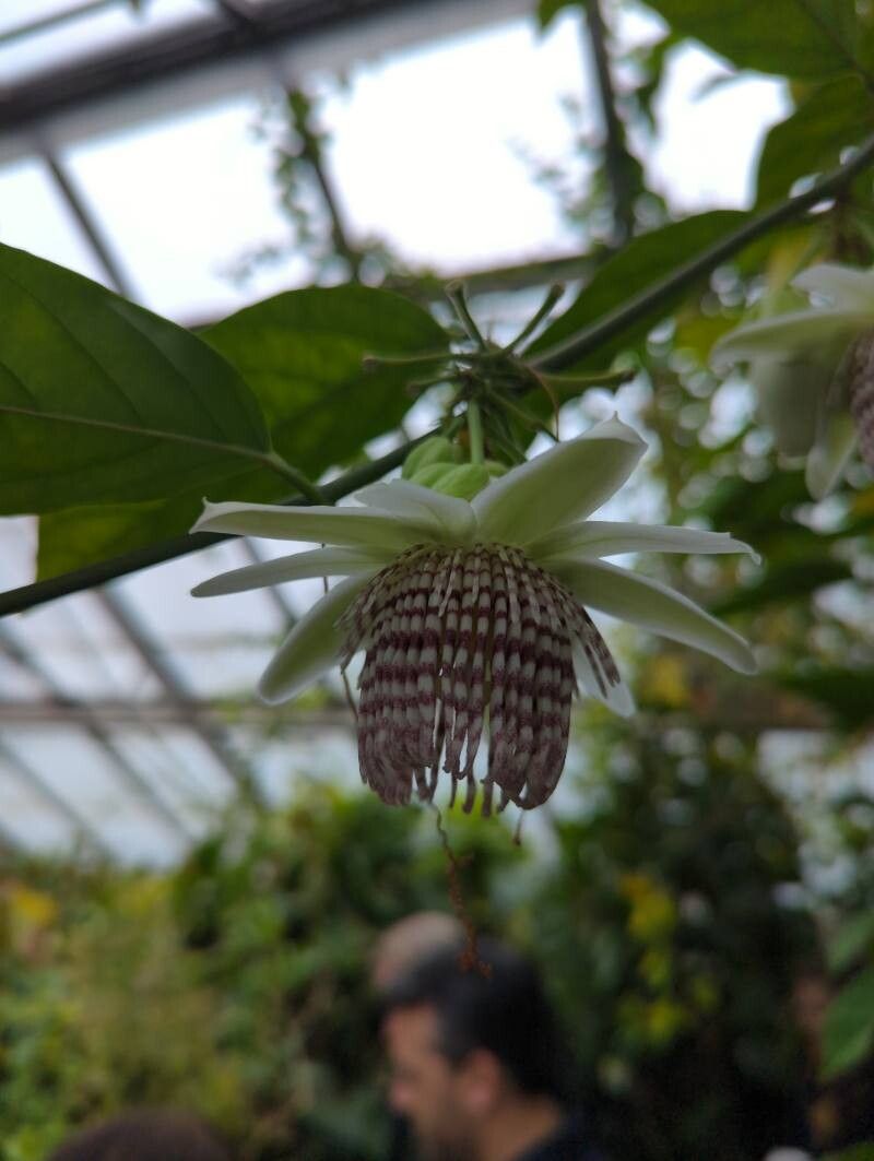Passiflora riparia flower