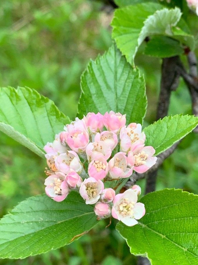 Sorbus x ambigua flower