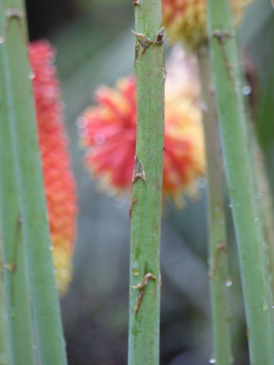 Kniphofia linearifolia bark