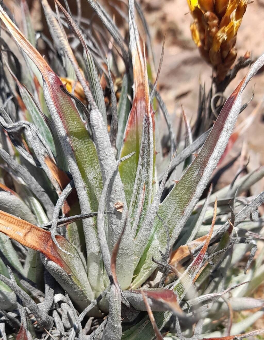 Deuterocohnia digitata — related species from the same genus