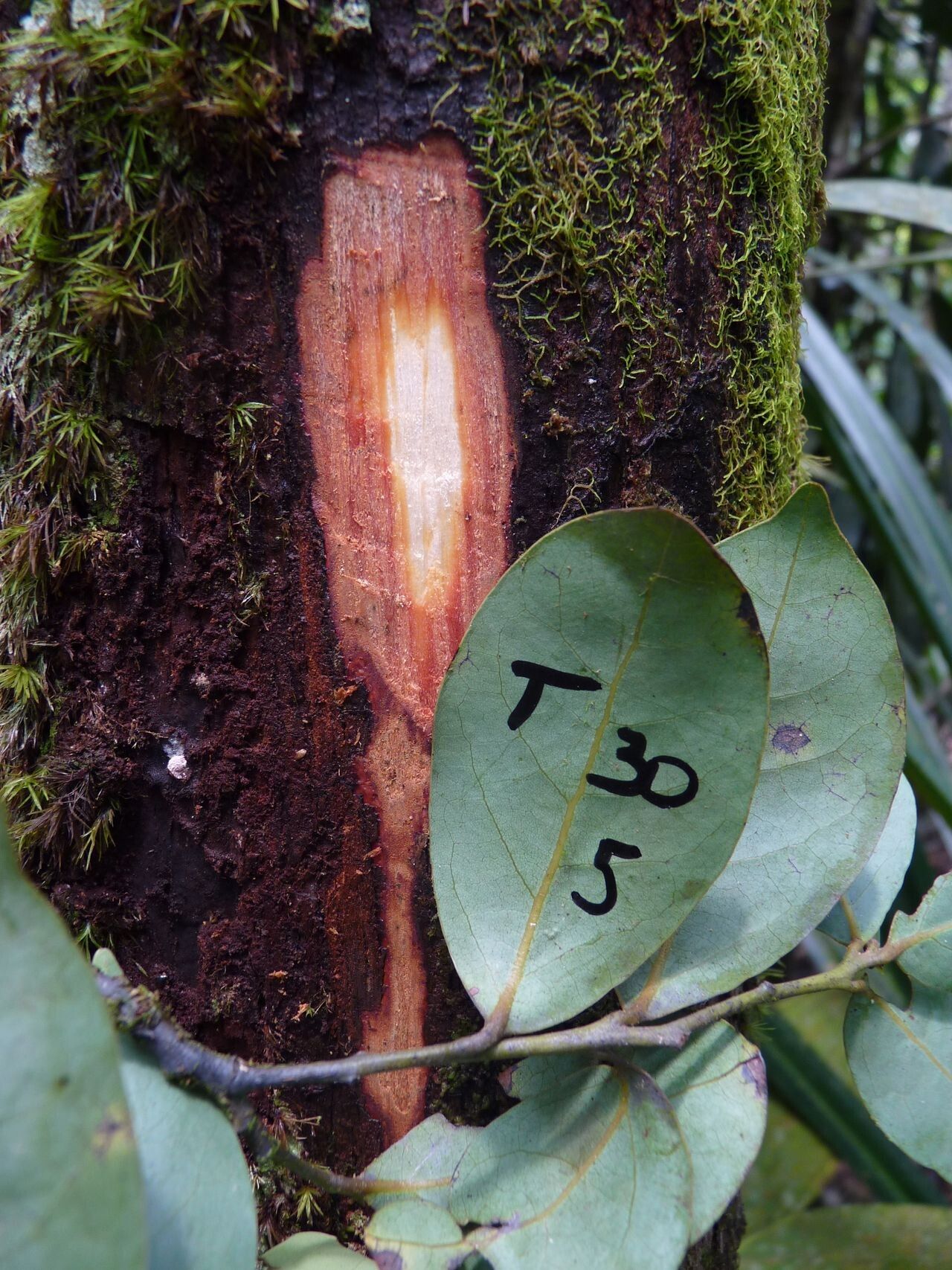 Cryptocarya gracilis leaf