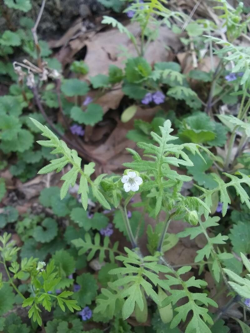 Ellisia nyctelea flower