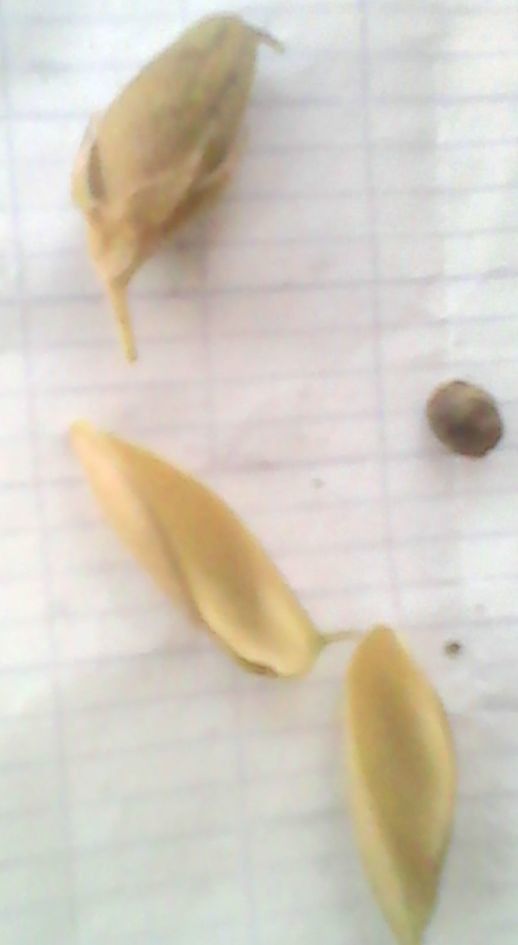 Flemingia faginea fruit