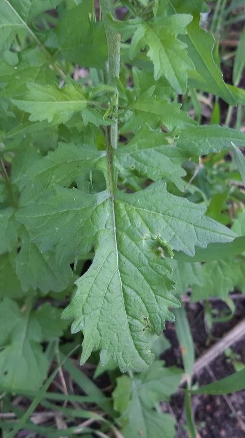 Arabis auriculata — houseplant care guide