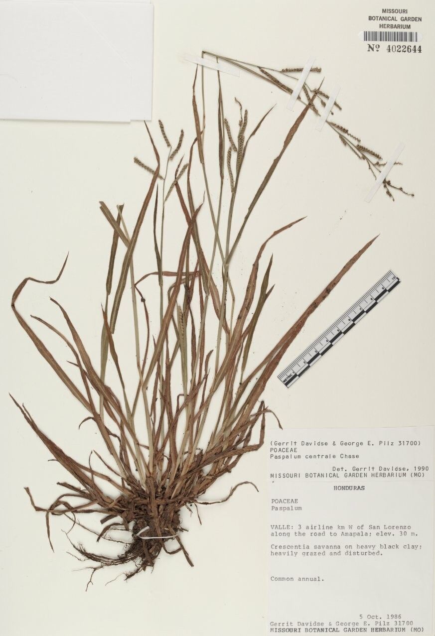 Paspalum centrale — related species from the same genus