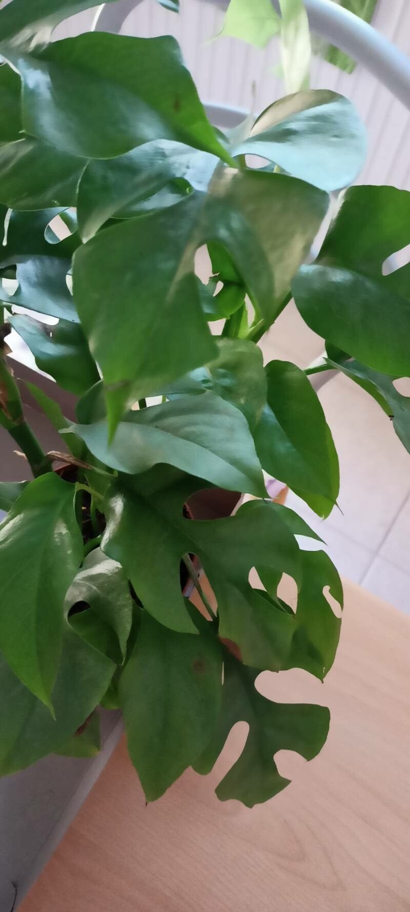 Monstera minima leaf