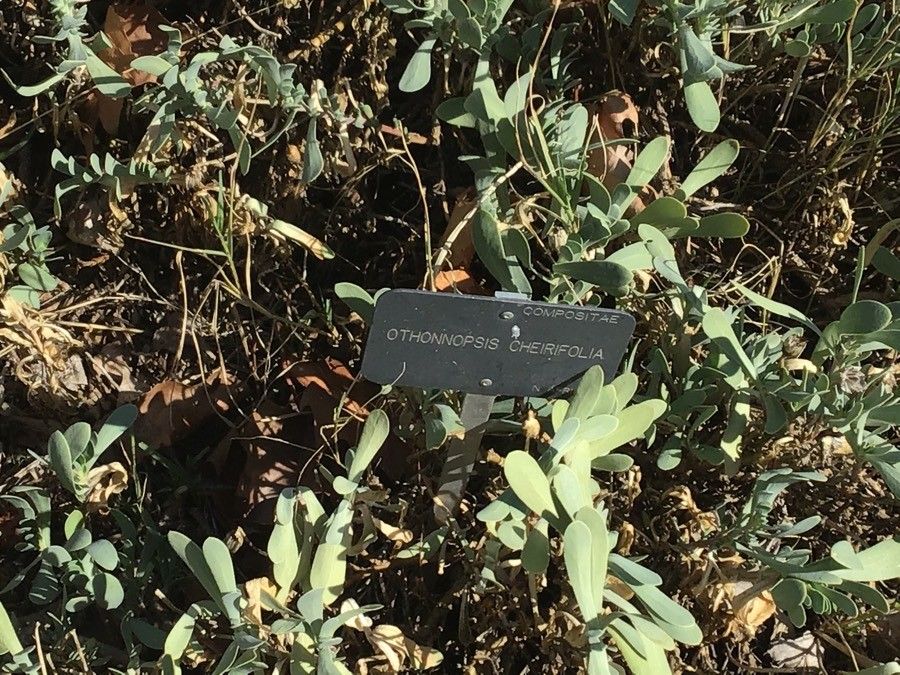 Hertia cheirifolia leaf