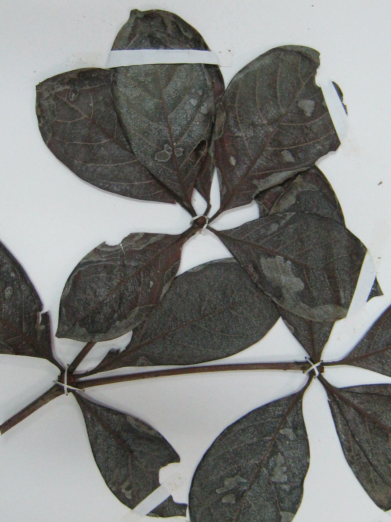 Terminalia lucida other