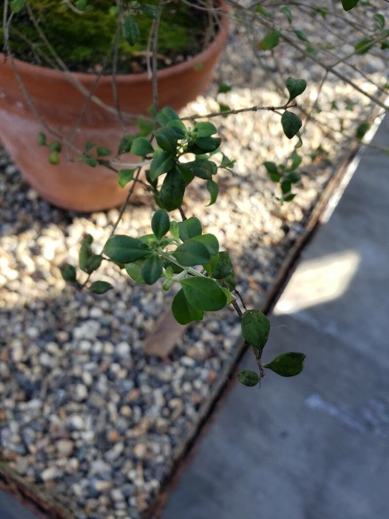 Prostanthera rotundifolia — houseplant care guide