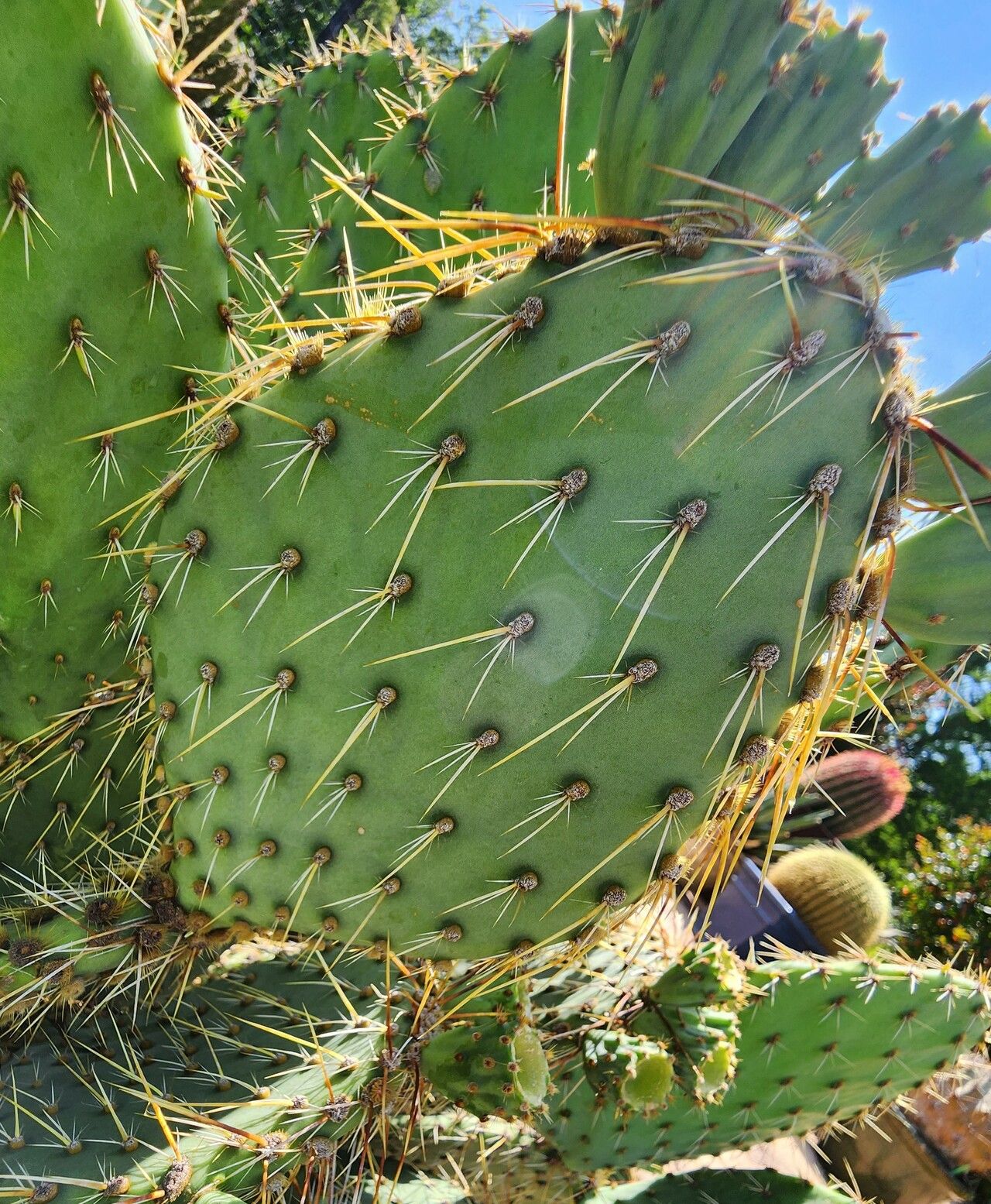 Opuntia strigil other