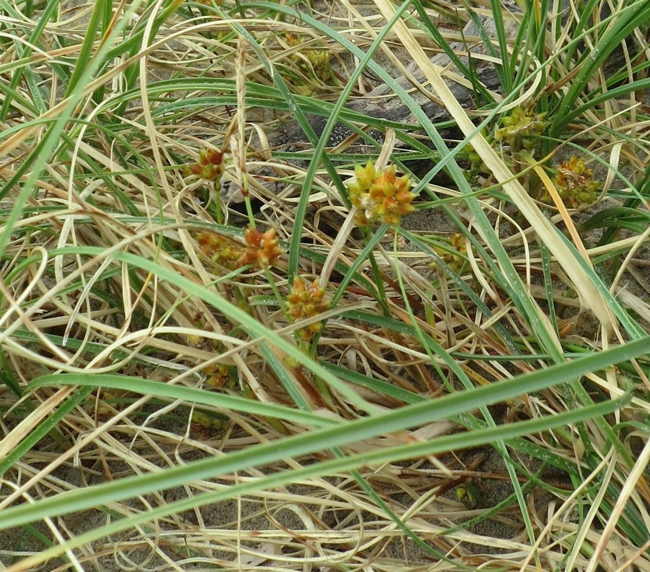 Carex pumila — search result for 'Carex'
