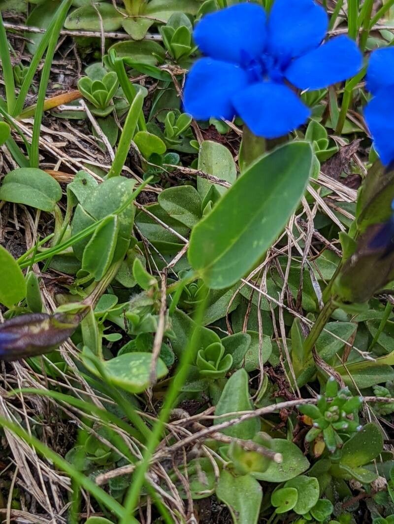 Gentiana brachyphylla leaf