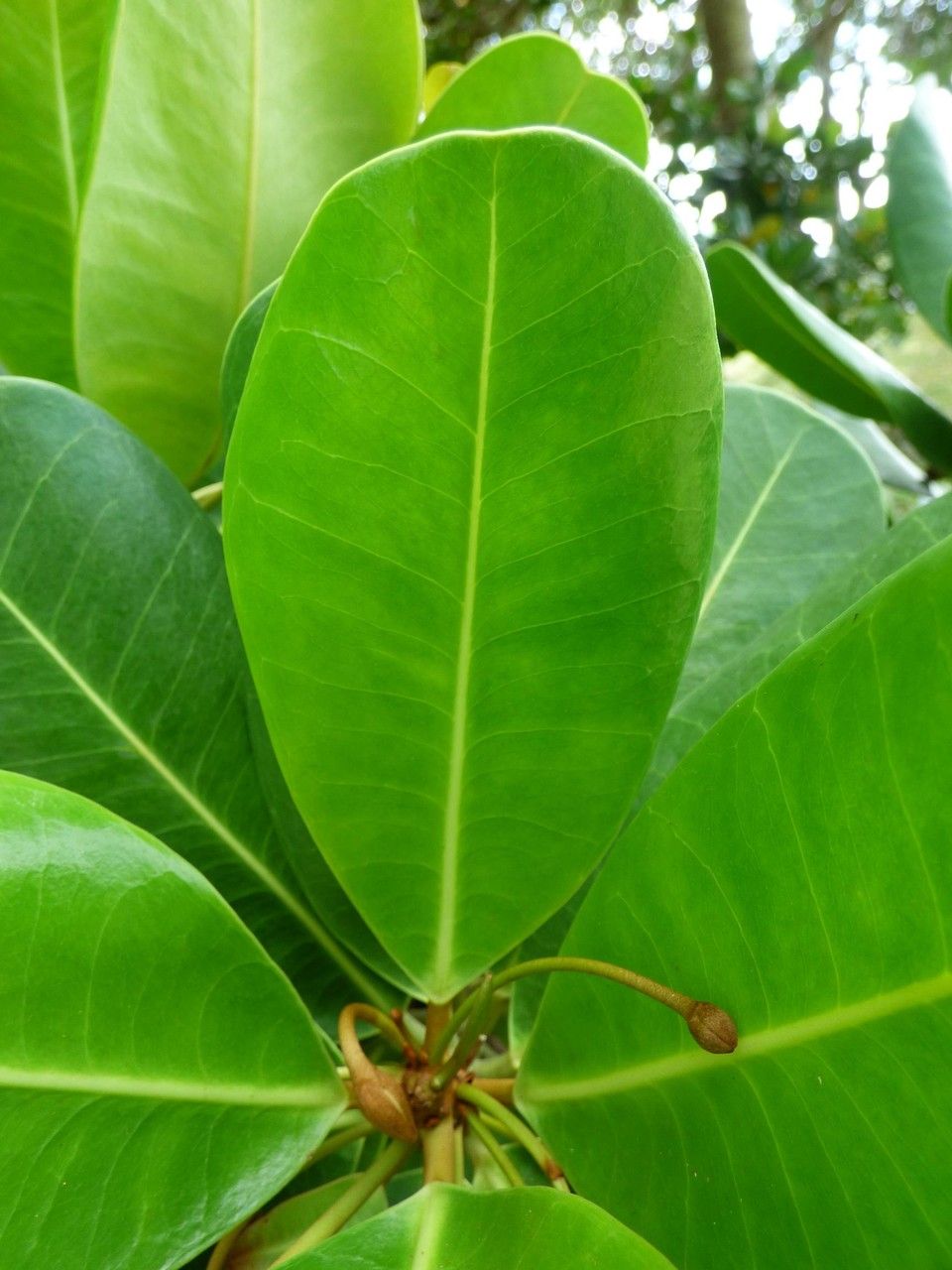 Noronhia emarginata — search result for 'Oleaceae'