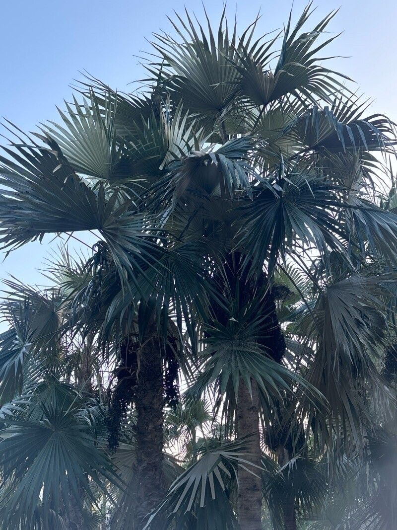 Coccothrinax proctorii leaf