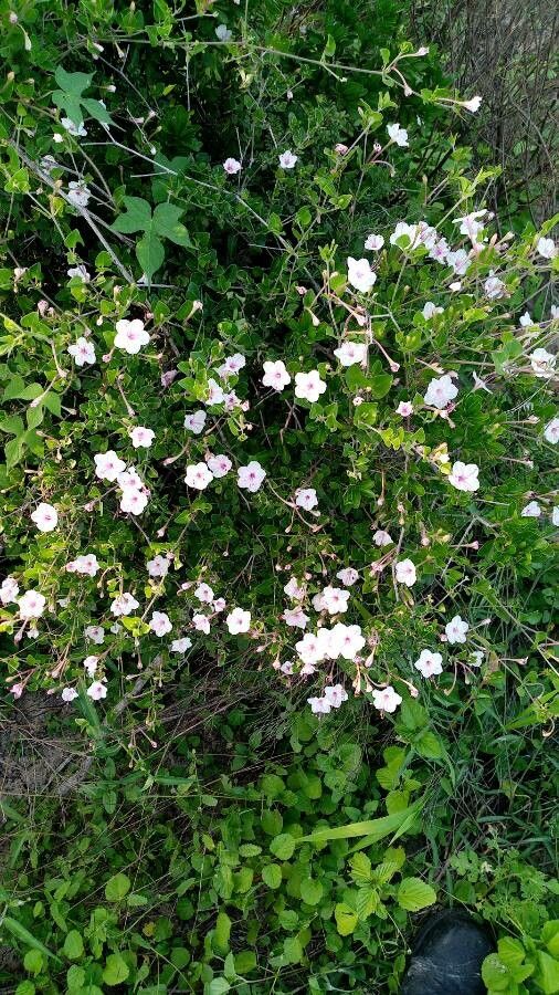 Acleisanthes longiflora flower