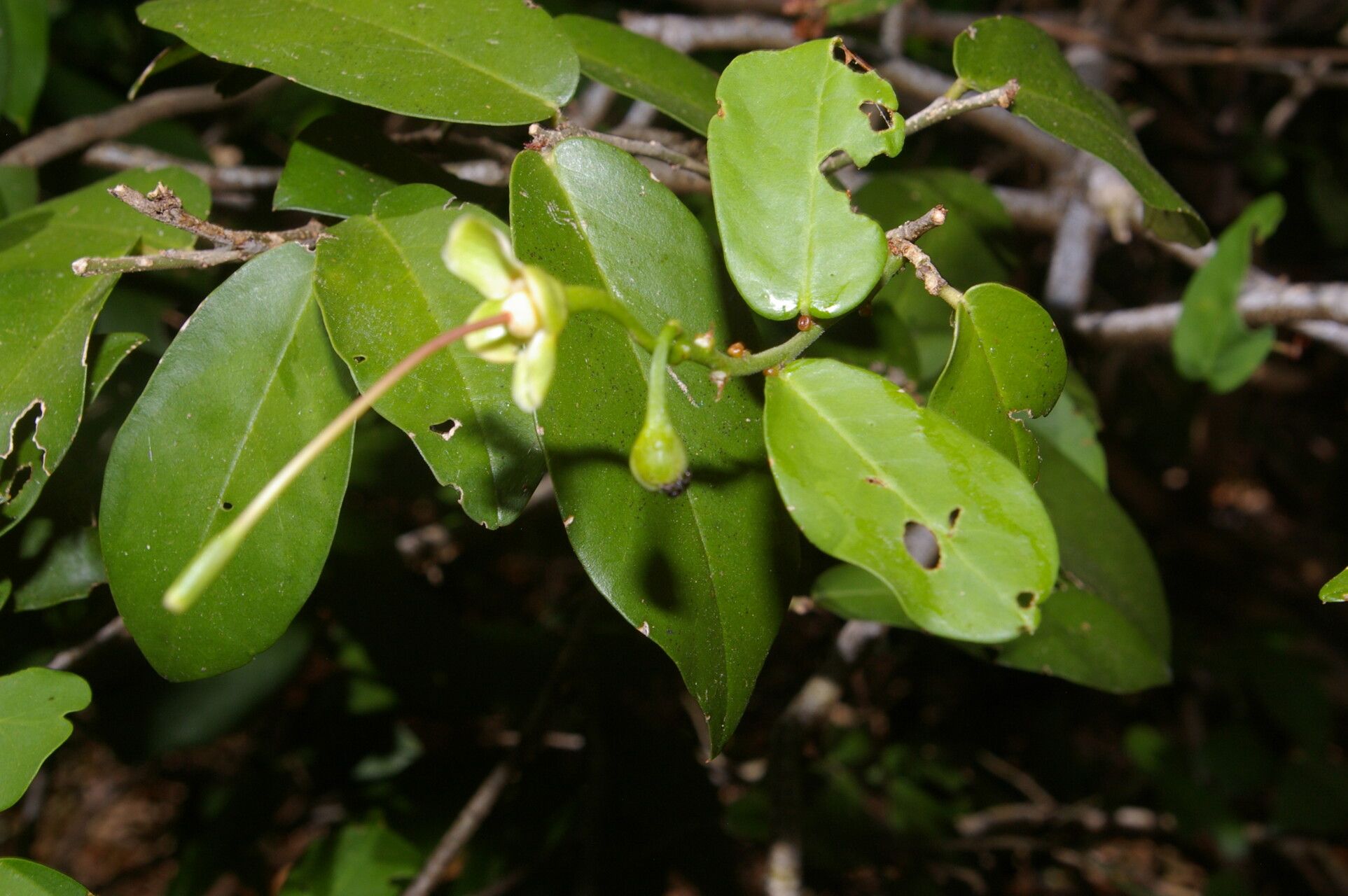 Morisonia verrucosa flower