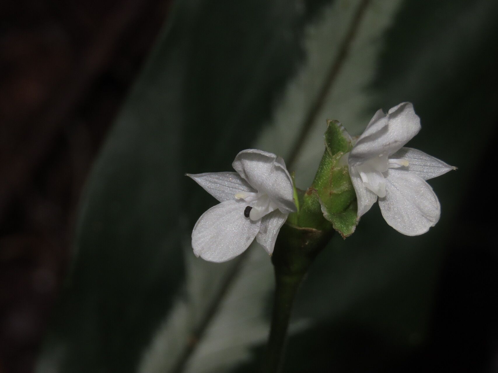 Goeppertia micans flower