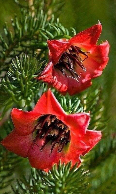 Darwinia oxylepis — houseplant care guide