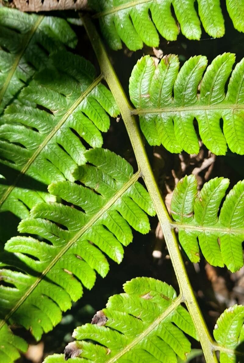 Diplazium pectinatum — houseplant care guide