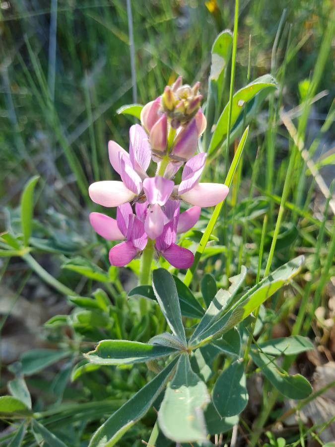 Lupinus hispanicus flower
