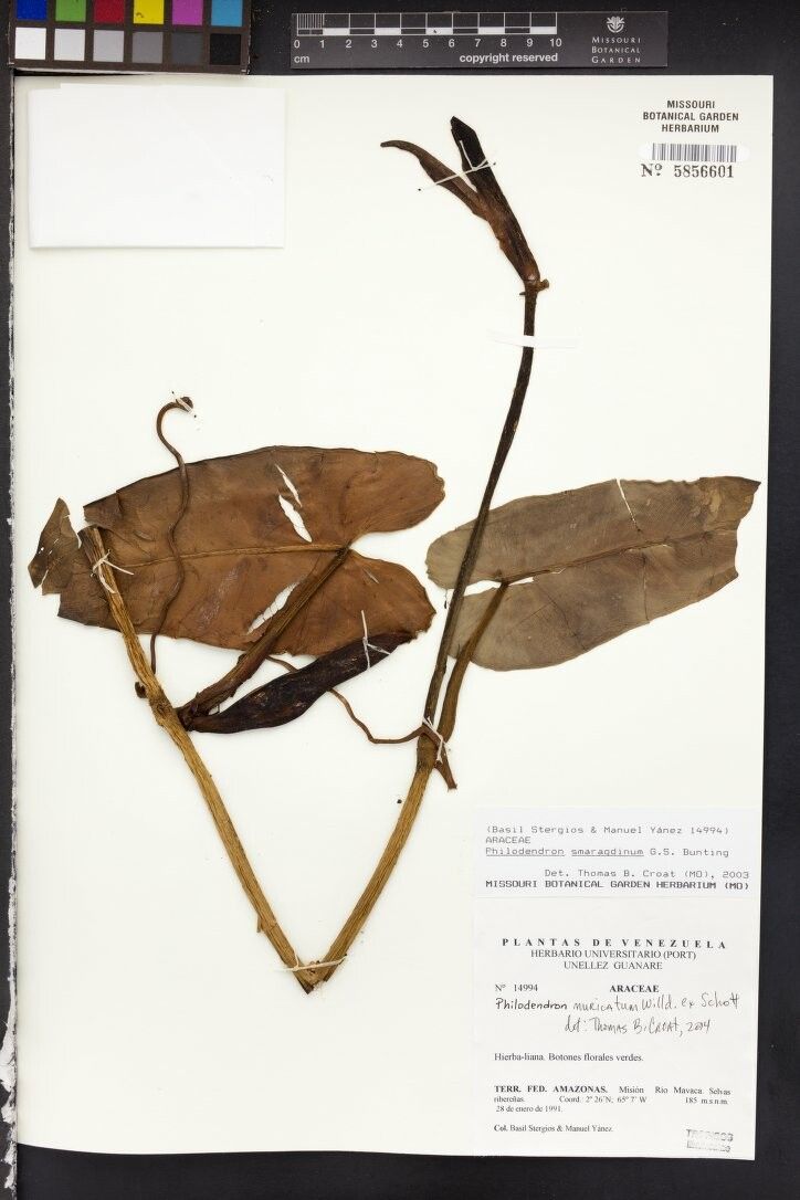Philodendron muricatum other