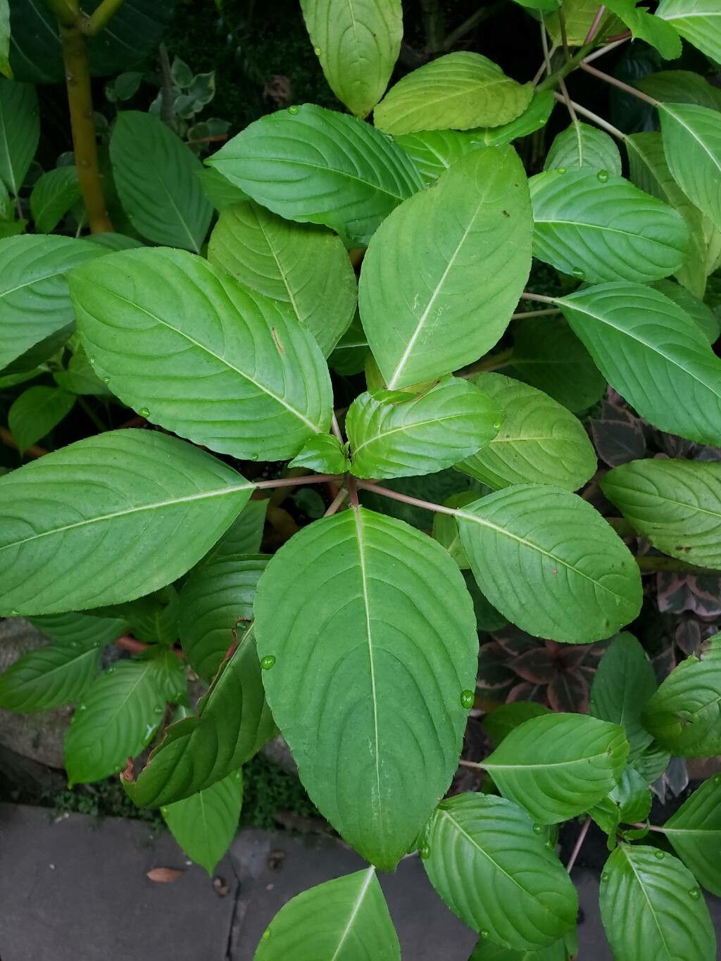 Impatiens grandis — houseplant care guide