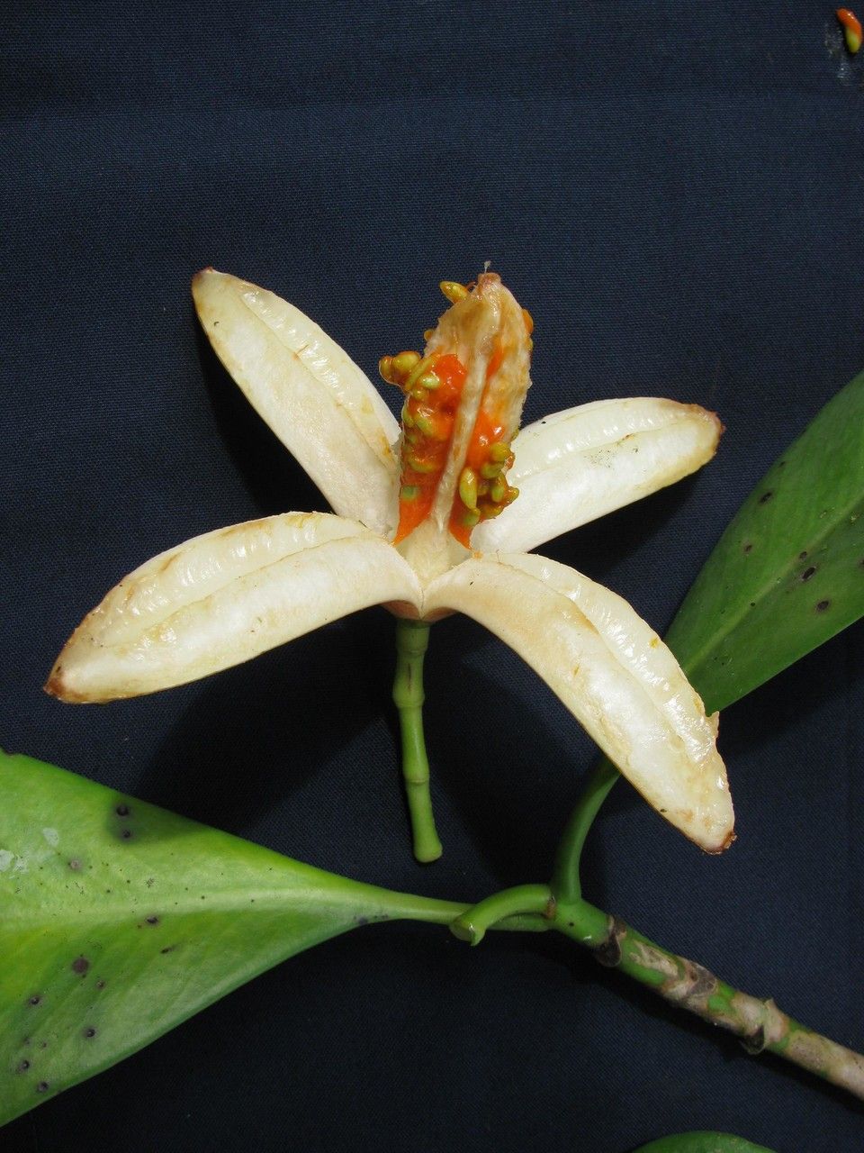 Clusia torresii other