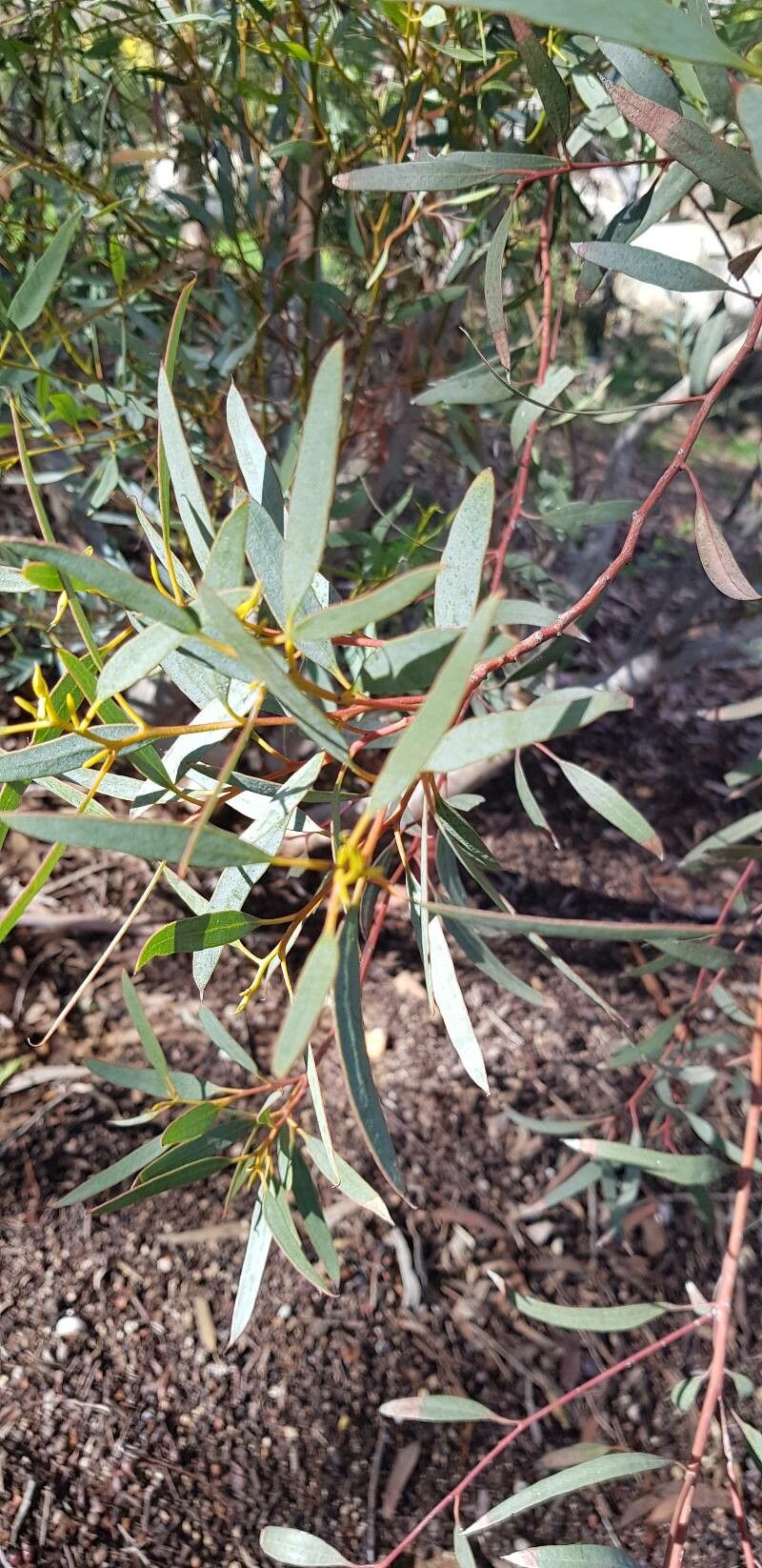 Eucalyptus calycogona leaf