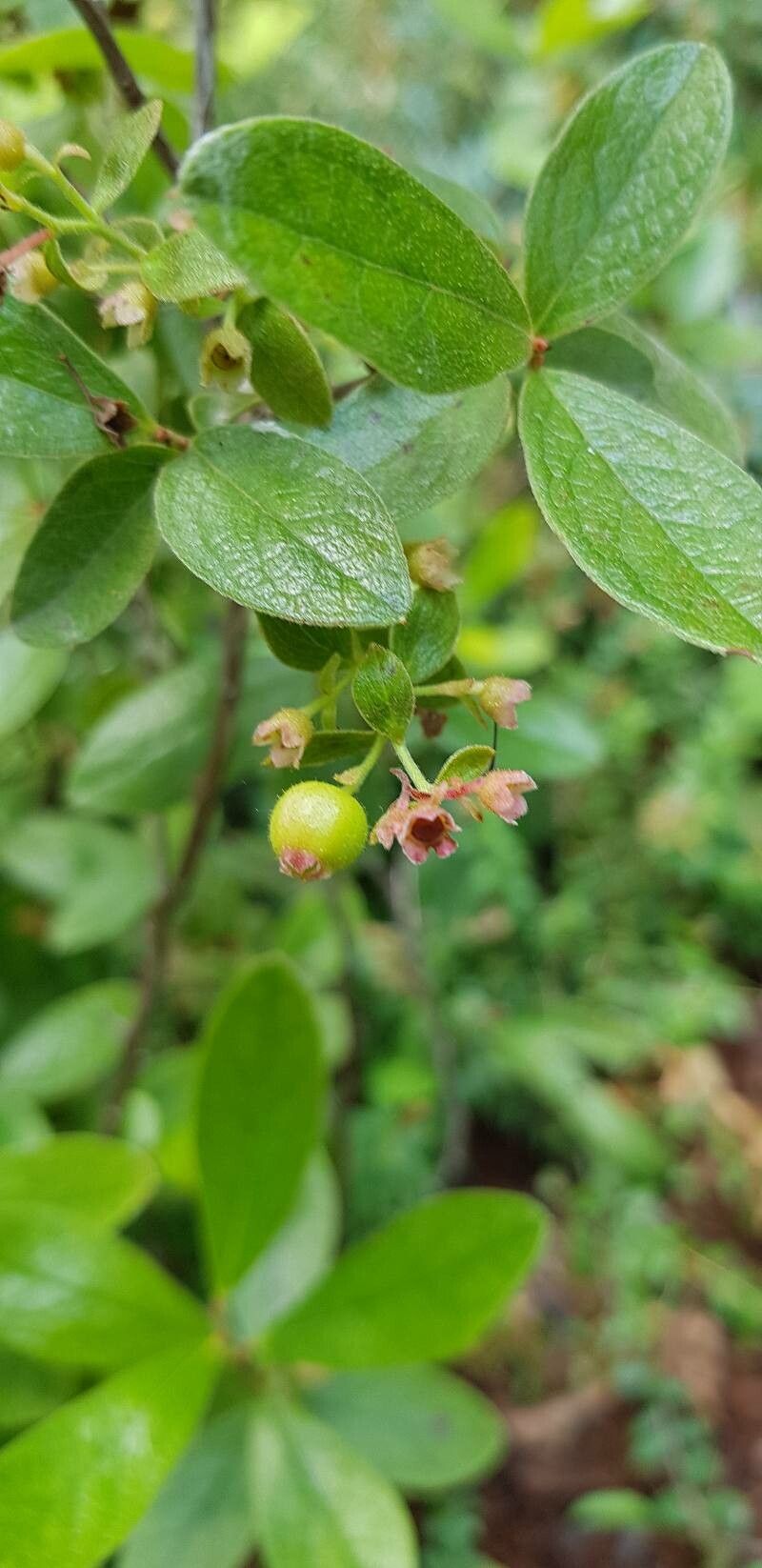 Gaylussacia bigeloviana fruit