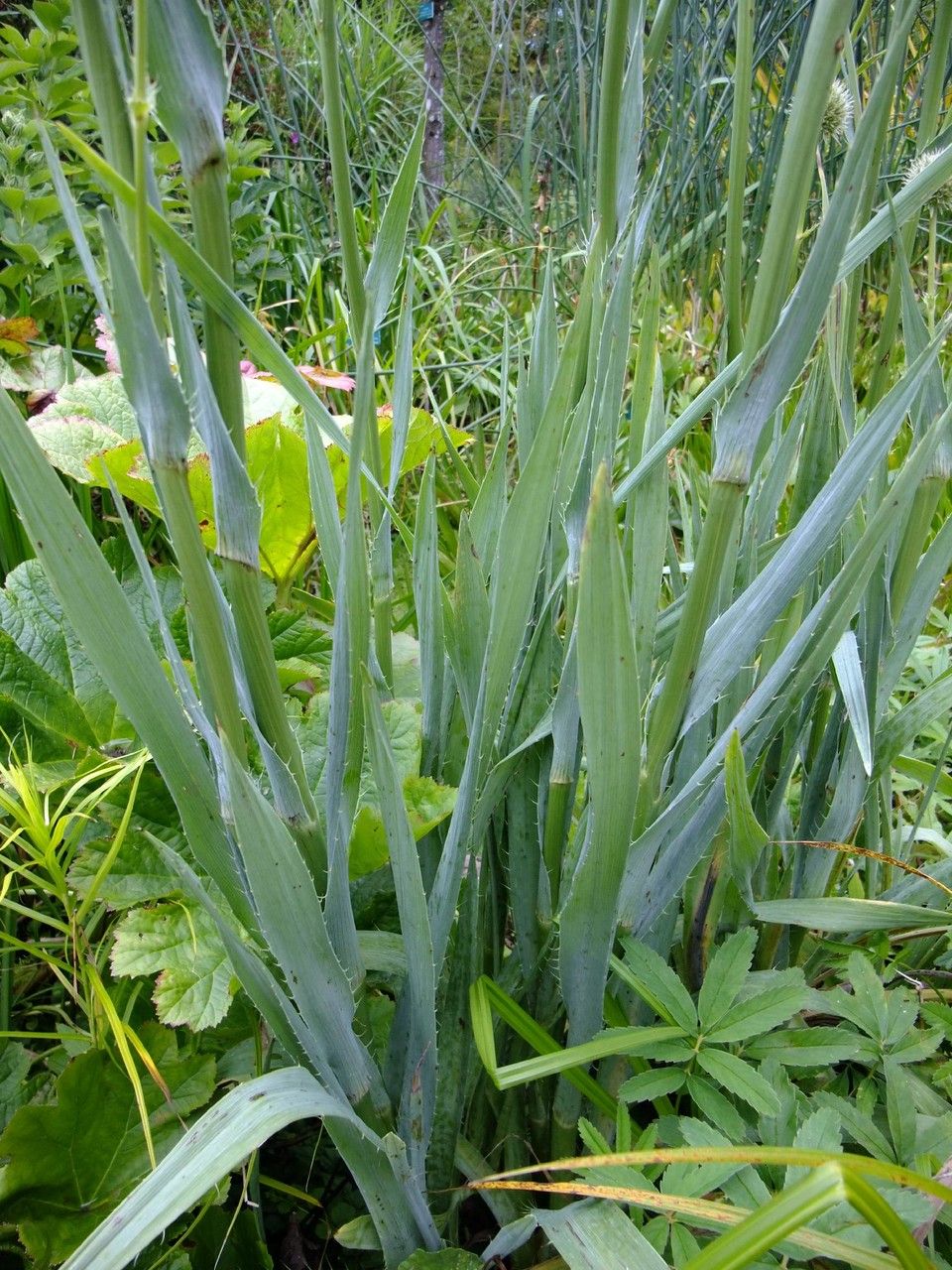 Eryngium aquaticum habit