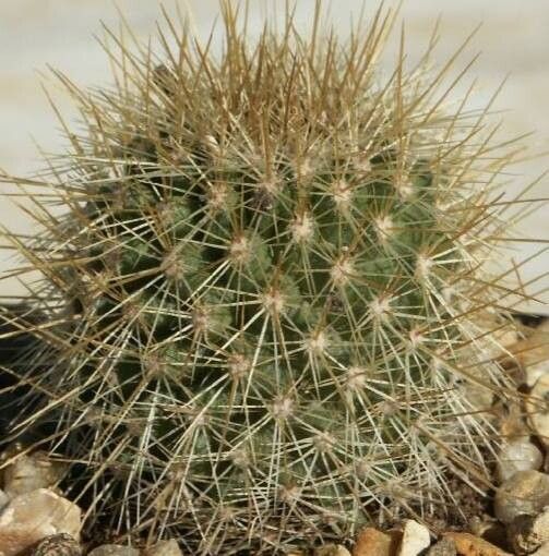 Cochemiea cerralboa — houseplant care guide