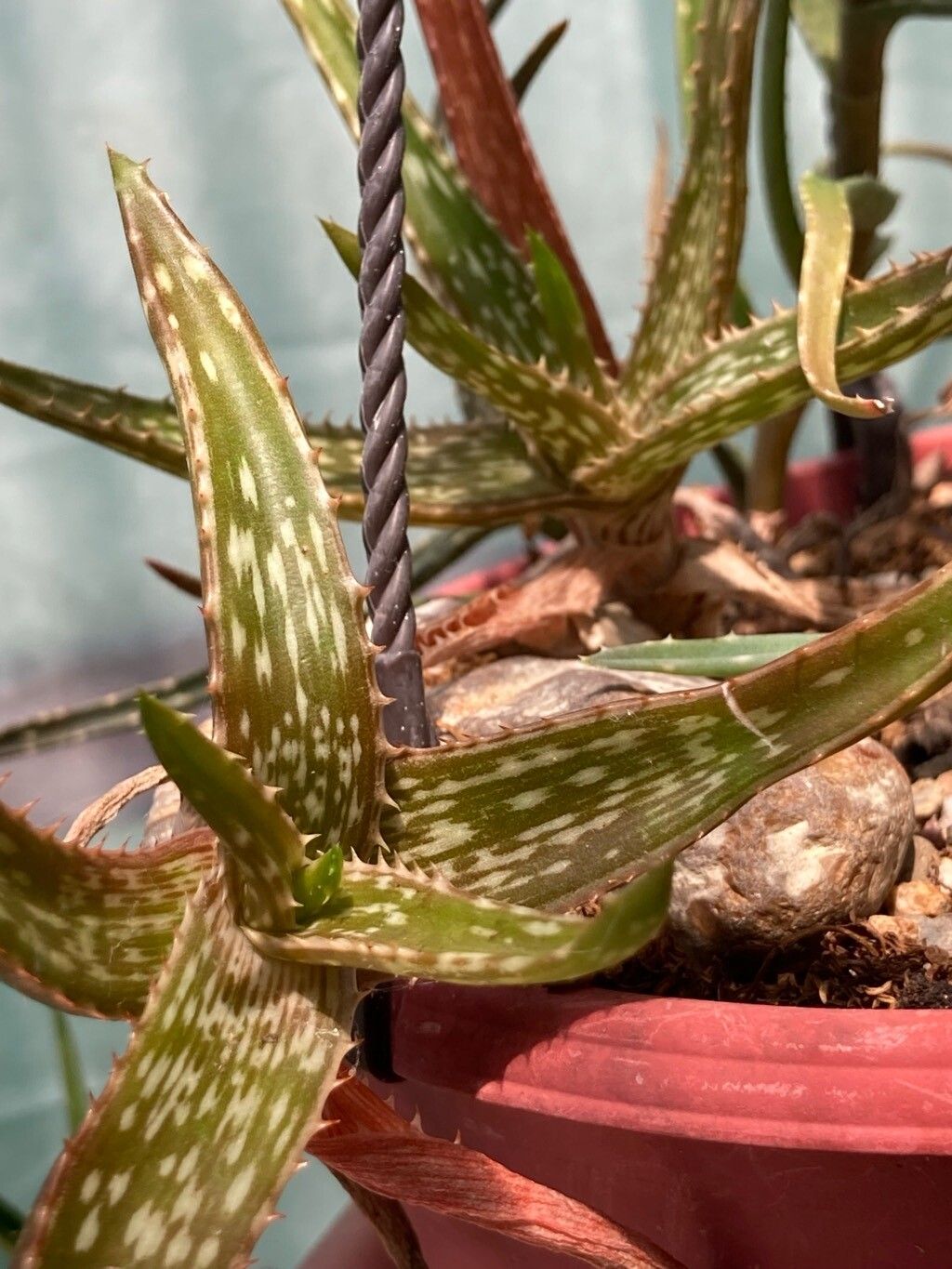 Aloe tegetiformis leaf