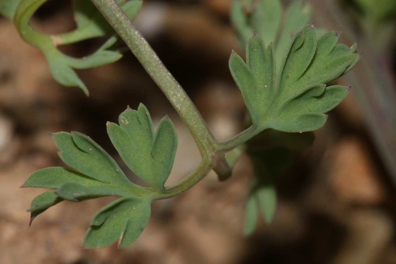 Fumaria atlantica leaf