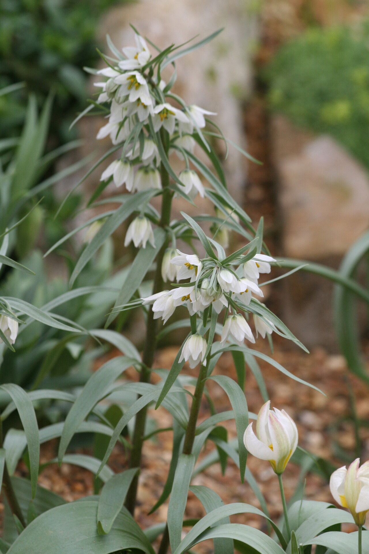 Fritillaria bucharica — search result for 'Fritillaria'