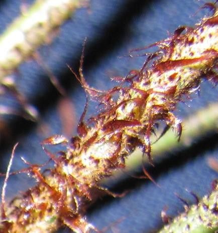 Elaphoglossum heterochroum other